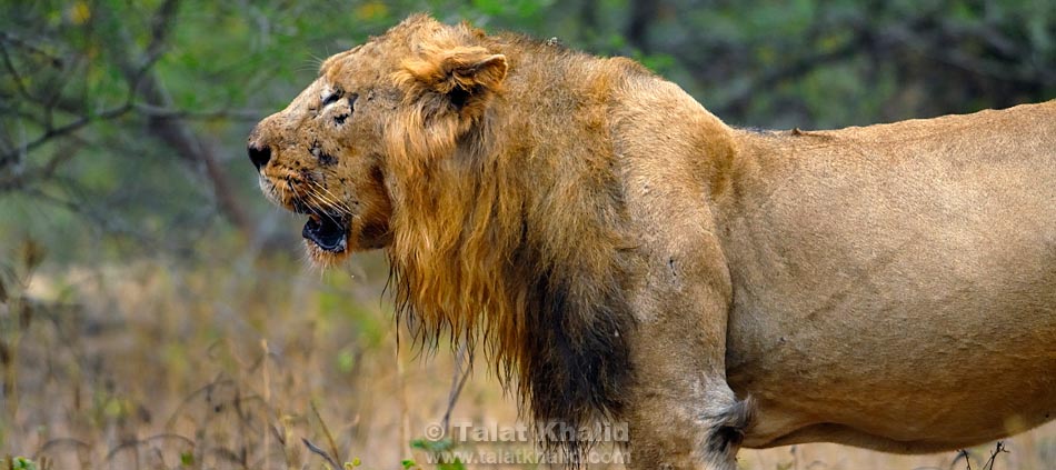 http://www.talatkhalid.com/wp-content/uploads/2010/04/Asiatic_Lion_GIR_1207_568_s2.jpg