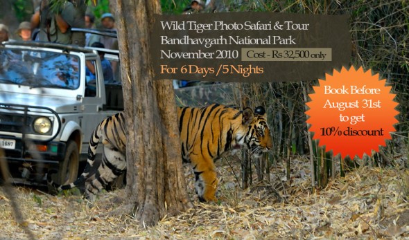 Wild Tiger tour bandhavgarh november