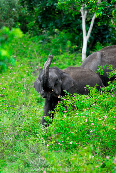 Image of Young Elephant Trunk Trumpeting