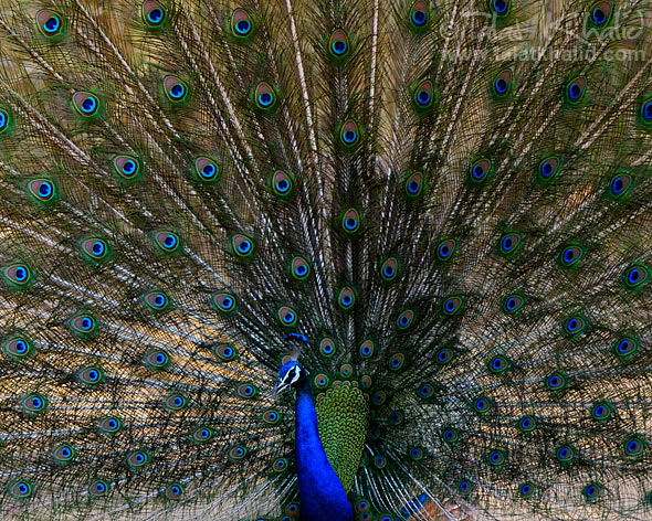Peacock showing its features