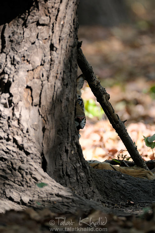 bengal tiger cub behind the tree