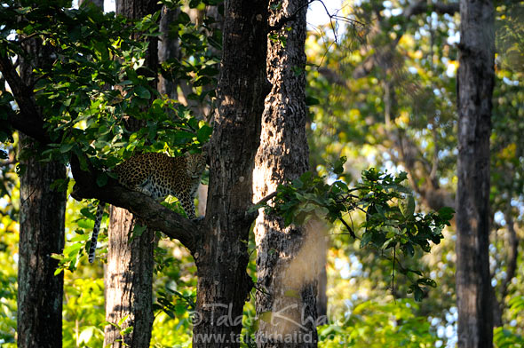 leopard on tree kanha landscape