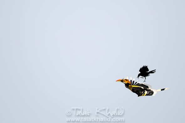 Great hornbill with rodent and crow behind it