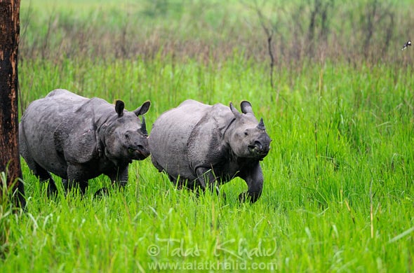 Dominant Rhino chasing competition