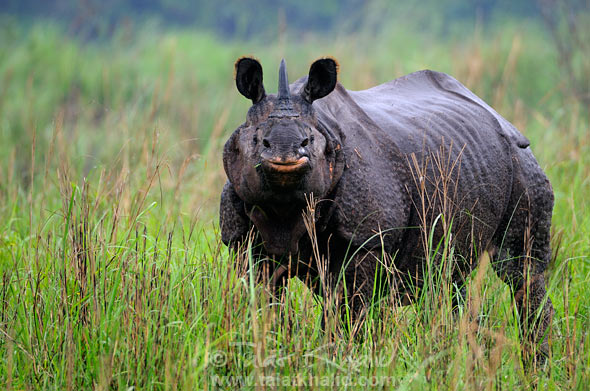 Rhino portrait in kaziranga