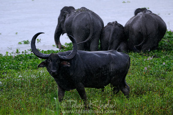 Water buffalo and elephants in background