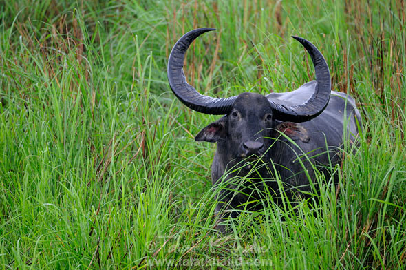 Water buffalo kaziranga