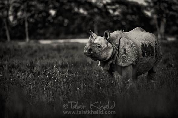 Rhino in Kaziranga