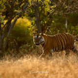 Bengal Tiger Backlit - Bamera from Bandhavgarh National Park