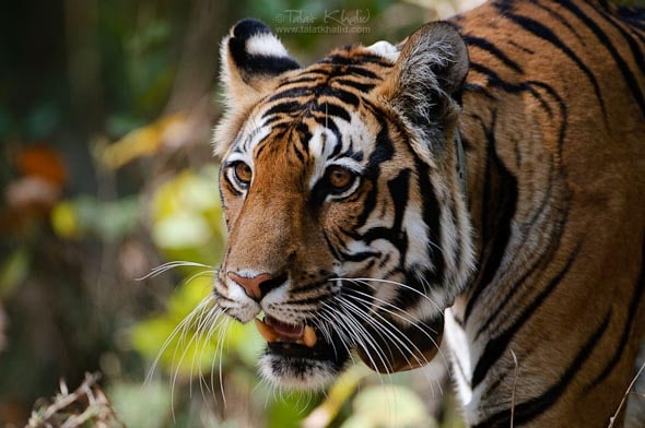 Collared Tigress Kanha