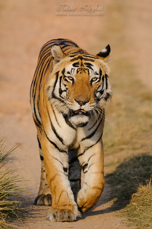 Munna male tiger of kanha