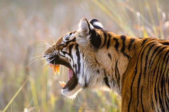 tigress snarling kanha