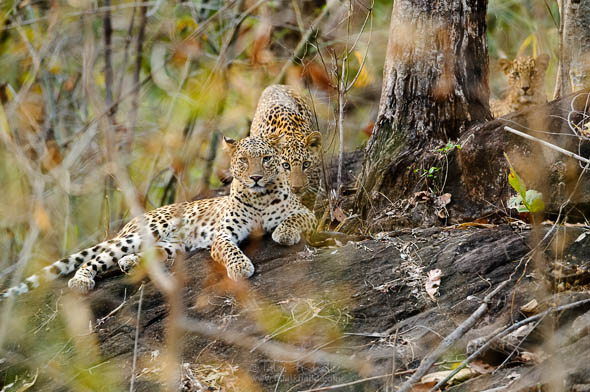 leopard with cubs at kanha