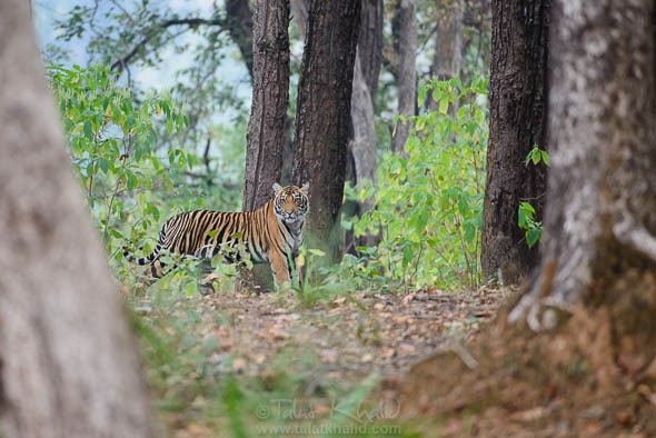 Tiger cub in kanha after rains