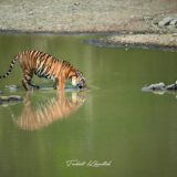 Tiger at Waterhole in Tadoba