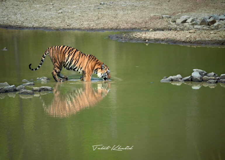Tiger at Waterhole in Tadoba