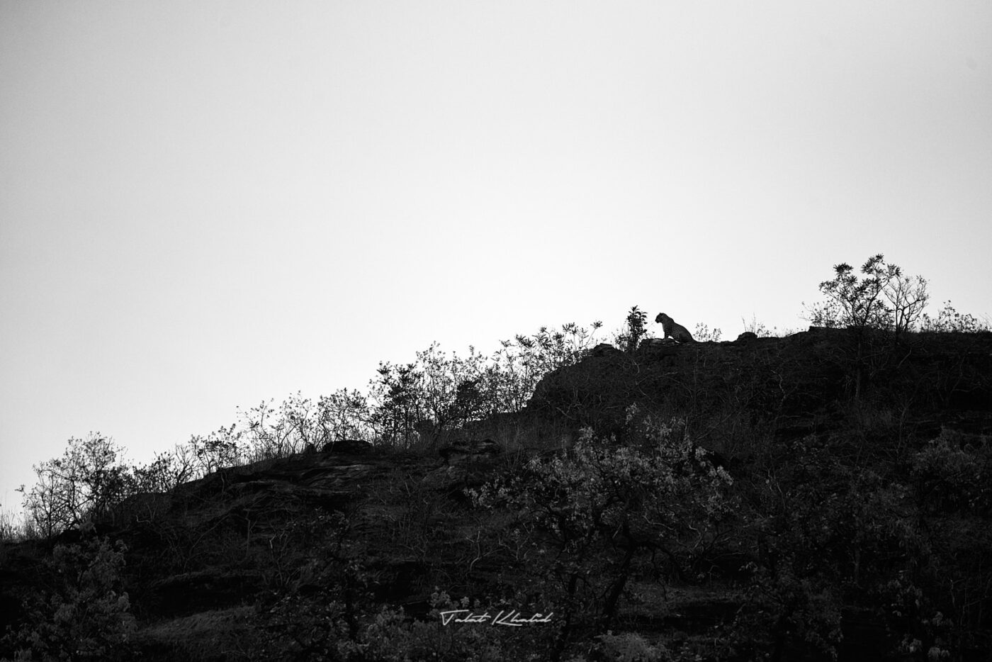 Leopard Silhoutte in Black and White in Bandhavgarh