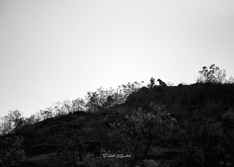 Leopard Silhoutte in Black and White in Bandhavgarh