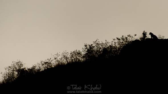 Leopard on hill Silhouette in monotone in Bandhavgarh