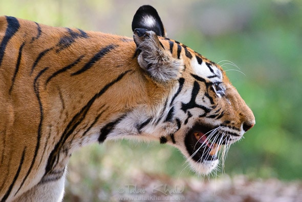 Tigress Kankatti of Bandhavgarh