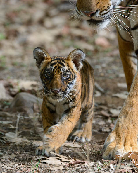 Tigress Noor with Cub at Ranthambore