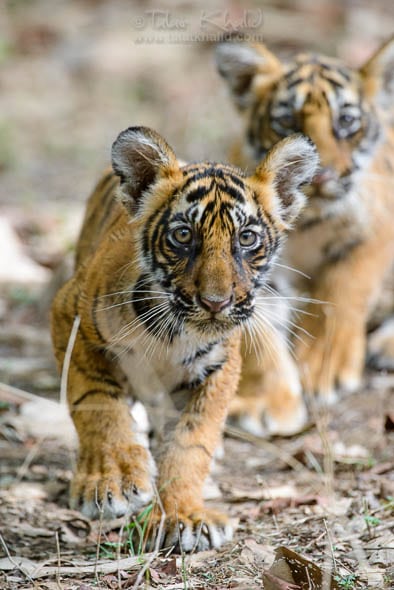 Tiger cubs of t39 Noor Ranthambore