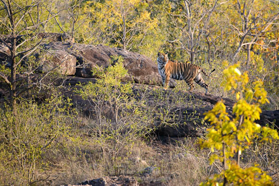 Tiger cub bandhavgarh banbai