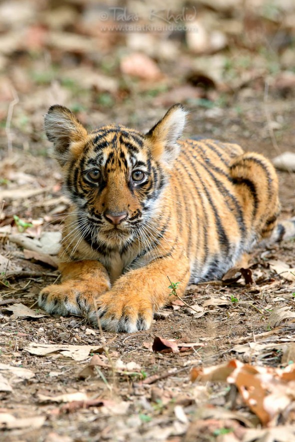 Tigress Noor Cub