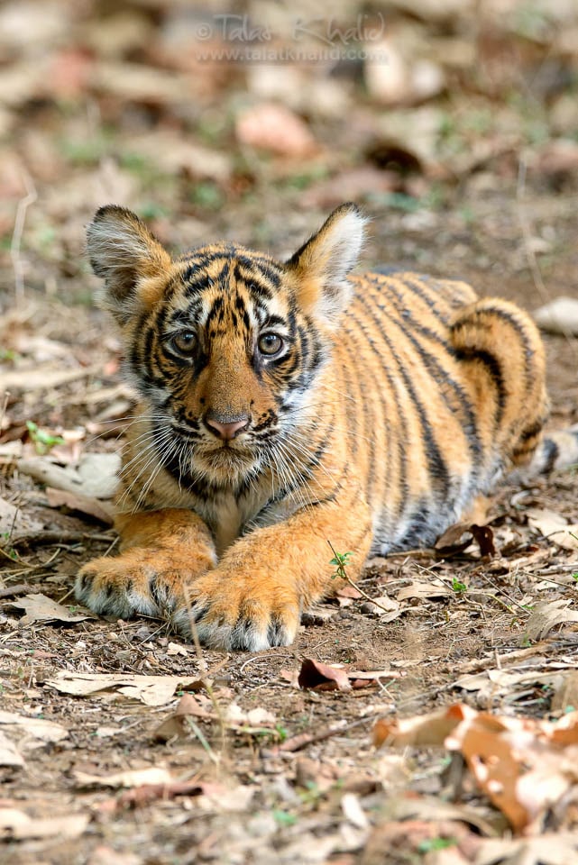 Small Tiger Cub of Tigress Noor in Ranthambore