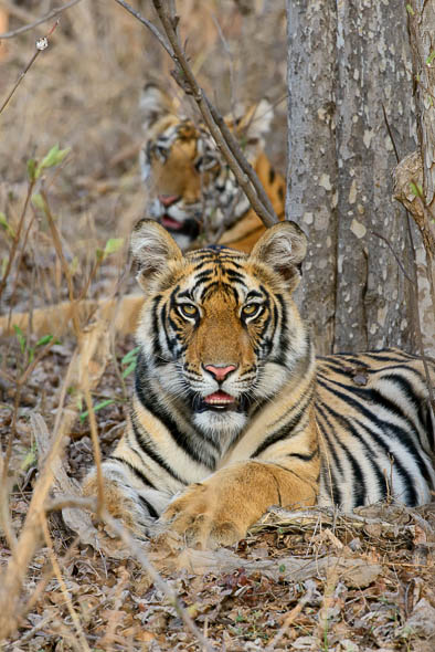 Patiha tiger cubs