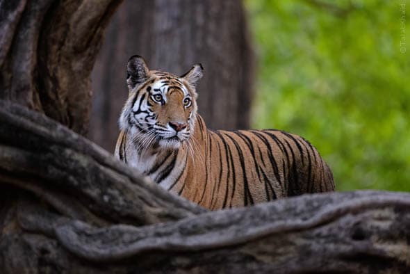 Rajbehra Tigress from Bandhavgarh
