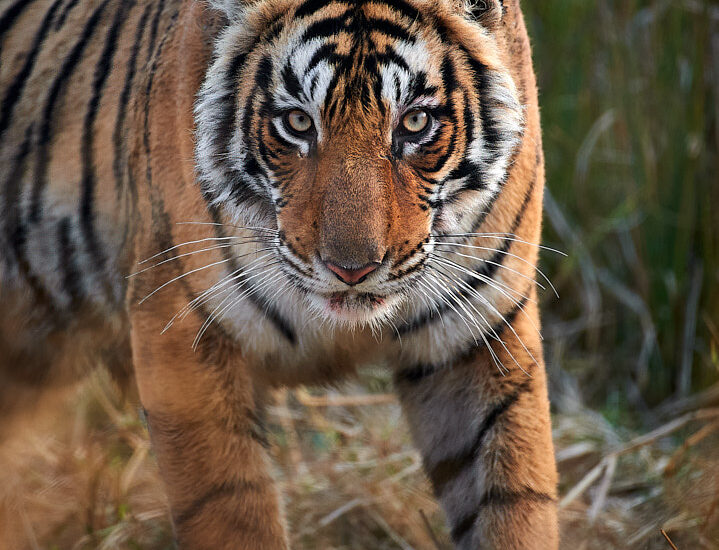 Young Tigress Staring - Cub of t19 in Ranthambore