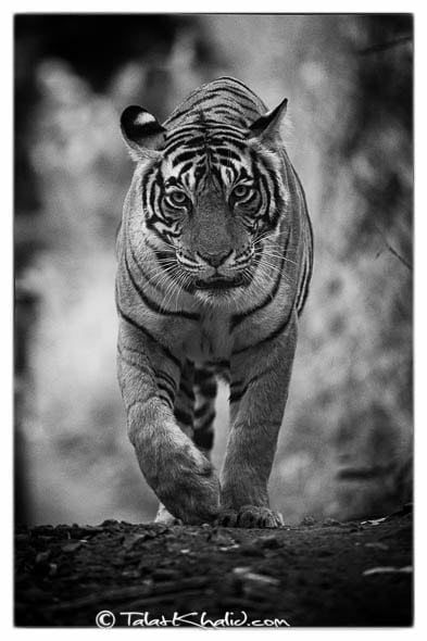 tigress noor t19 ranthambore