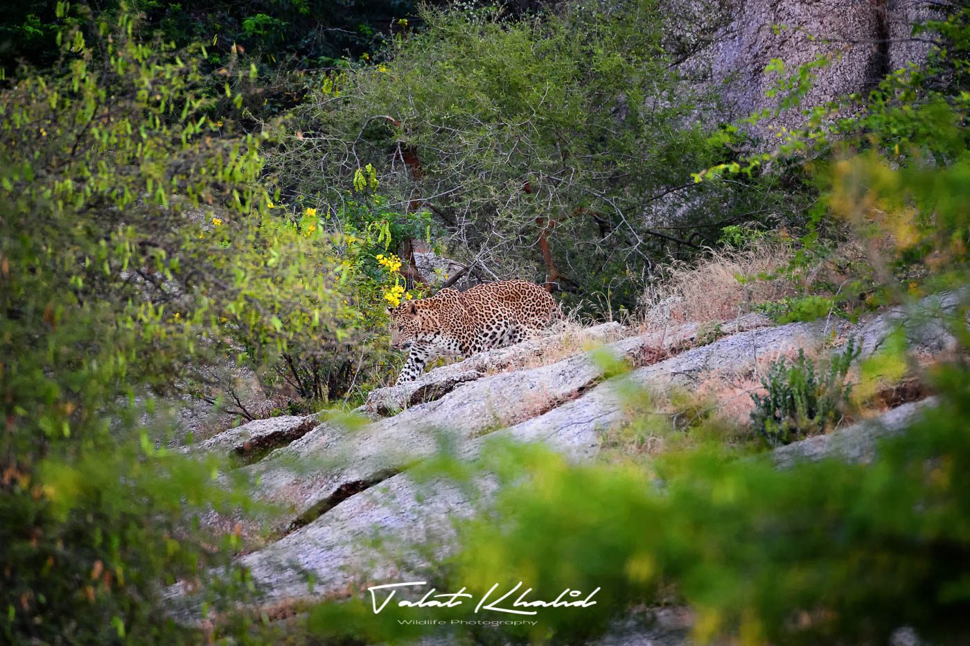 Leopard walking down at Jawai Bera Hills