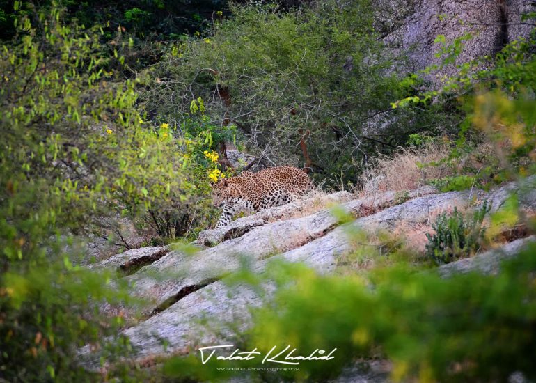 Leopard walking down at Jawai Bera Hills