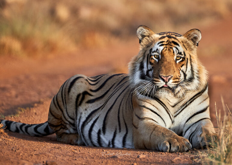 Tiger called Matkasur sitting on dirt road in Tadoba