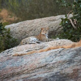 Leopard sitting on rocks after sunset at Jawai Bera Village