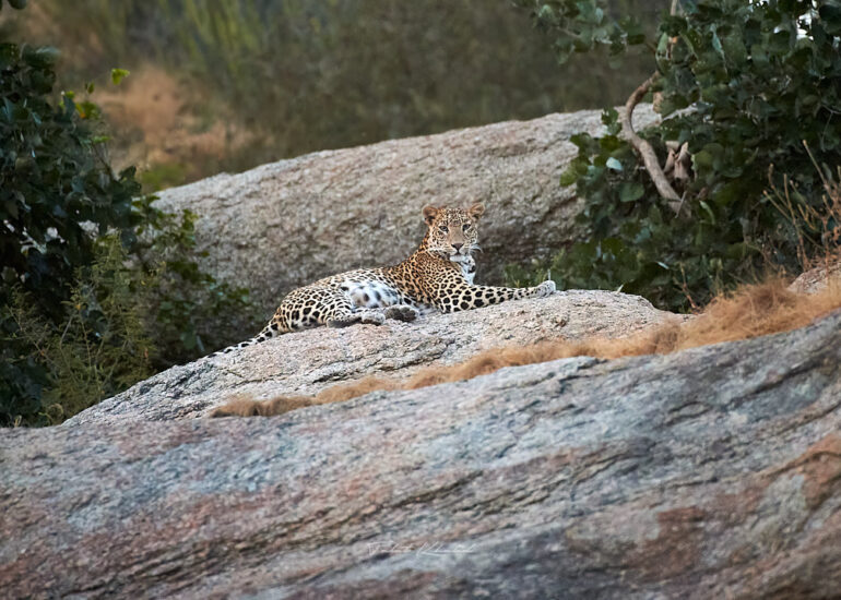 Leopard sitting on rocks after sunset at Jawai Bera Village