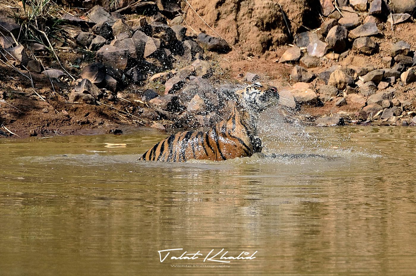 Tiger Cub Cooling in Water in Tadoba