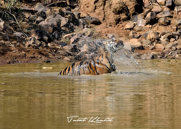 Tiger Cub Cooling in Water in Tadoba