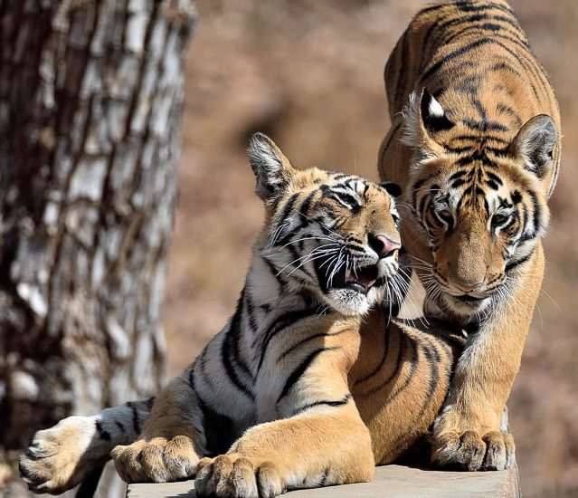 Tiger Cubs on old Village Wall in Tadoba