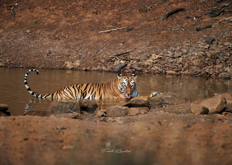 Tigress Cooling in Waterhole in Tadoba National Park.