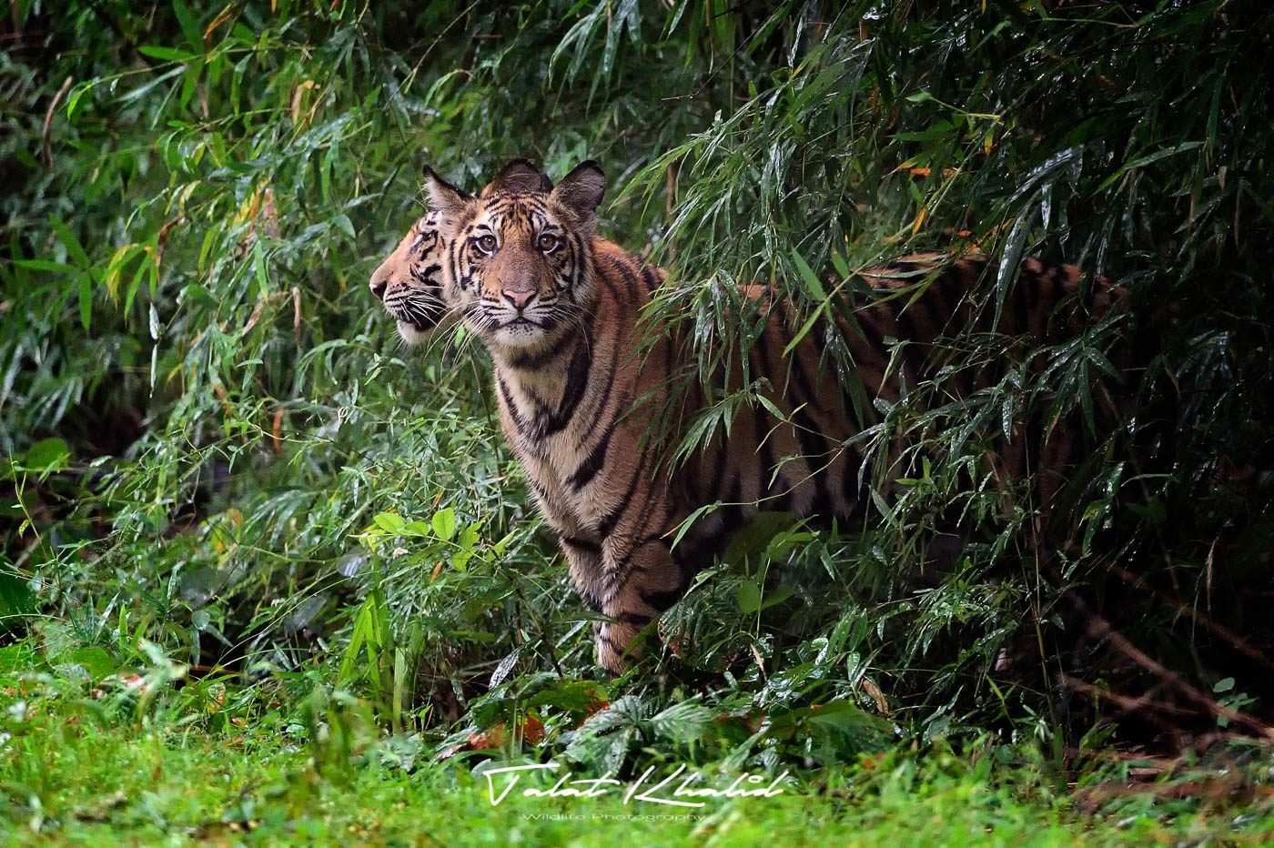 Tiger Cubs after Rains at Bandhavgarh