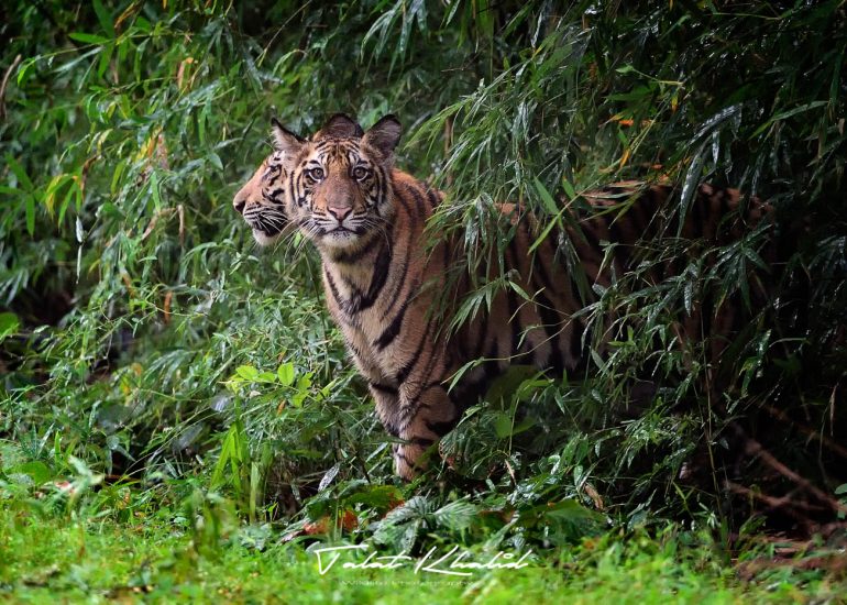 Tiger Cubs after Rains at Bandhavgarh