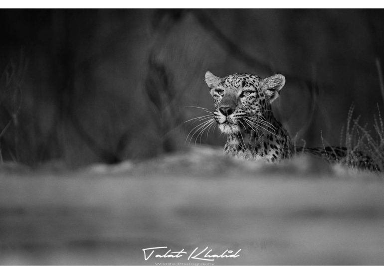 Leopard looking in black and white