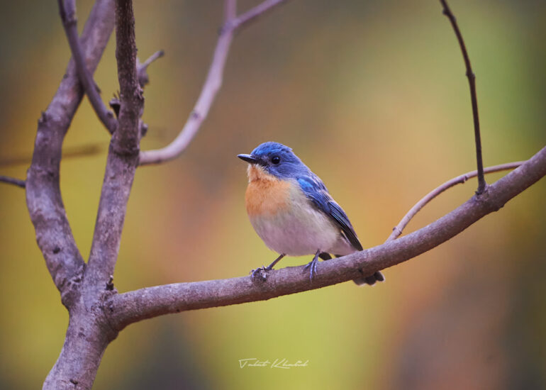 Best Wildlife Photos - Portfolio - Talat Khalid