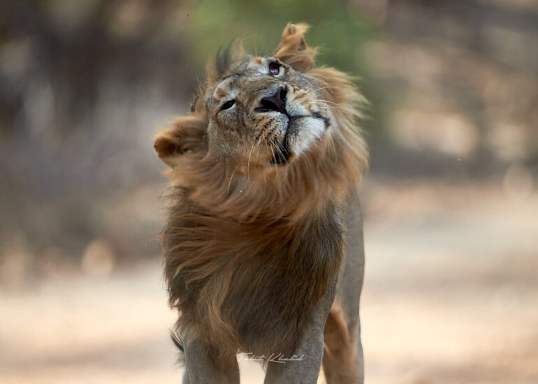 Best Wildlife Photos - Portfolio - Talat Khalid