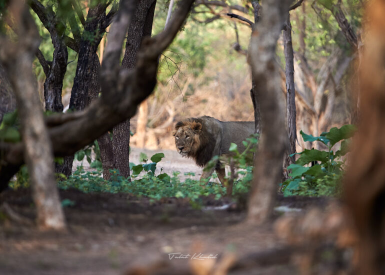 Best Wildlife Photos - Portfolio - Talat Khalid
