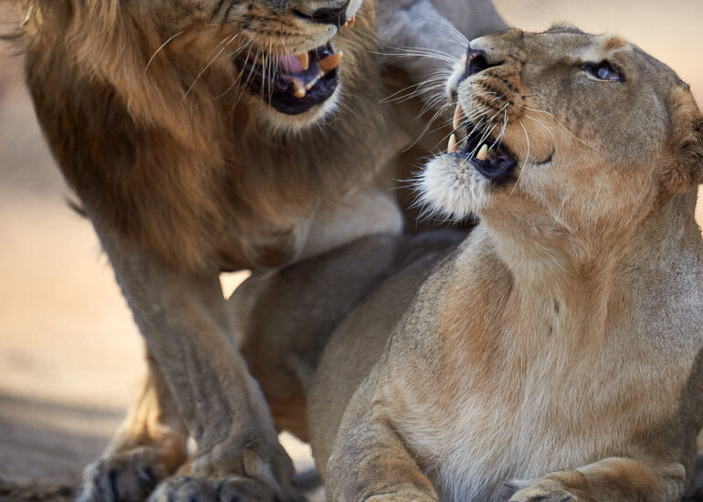 Best Wildlife Photos - Portfolio - Talat Khalid