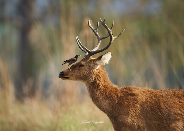 Best Wildlife Photos - Portfolio - Talat Khalid